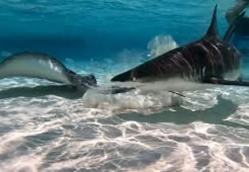 Stingray & Shark Sandbar