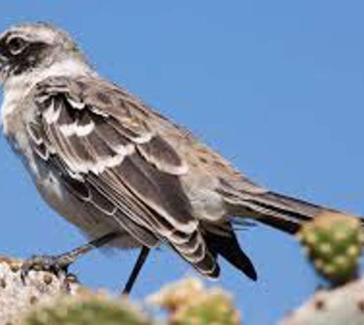 Search for the Charles Mockingbird