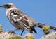 Search for the Charles Mockingbird