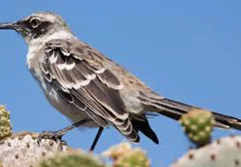 Search for the Charles Mockingbird