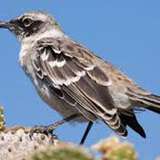 Image related to Search for the Charles Mockingbird