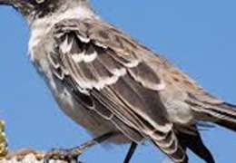 IgluCruise.Application.ViewModels.Shared.WebImageViewModel?.Description