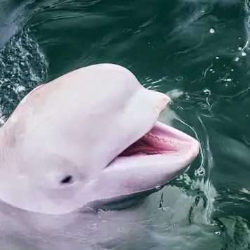 Image related to Image related to Beluga Sanctuary 
