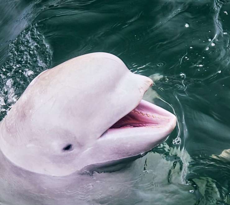 Beluga Sanctuary 