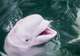 Beluga Sanctuary 
