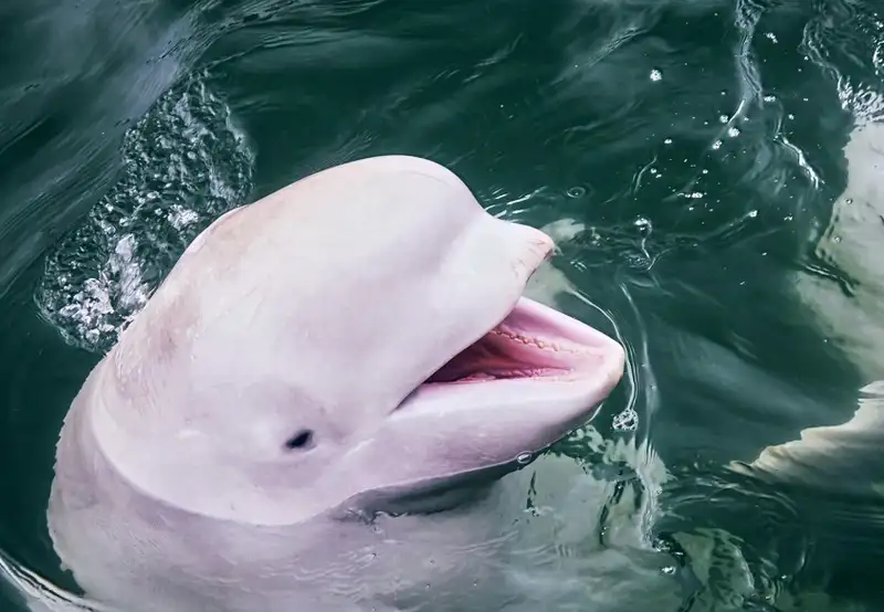 Beluga Sanctuary 