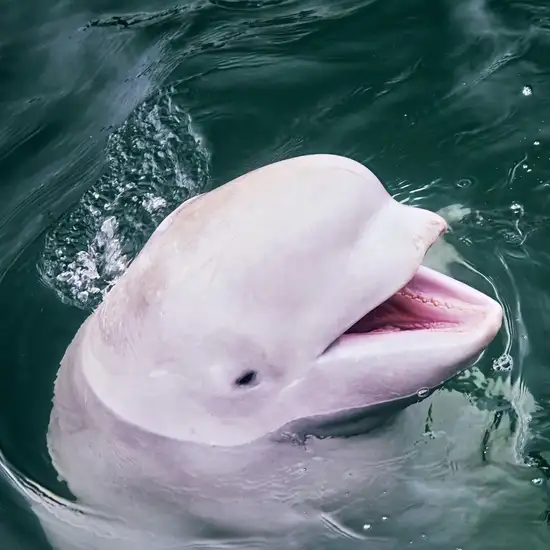 Image related to Beluga Sanctuary 