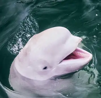 Image related to Beluga Sanctuary 