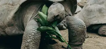 Image related to Wild Giant Tortoises