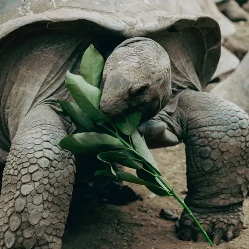 Image related to Wild Giant Tortoises
