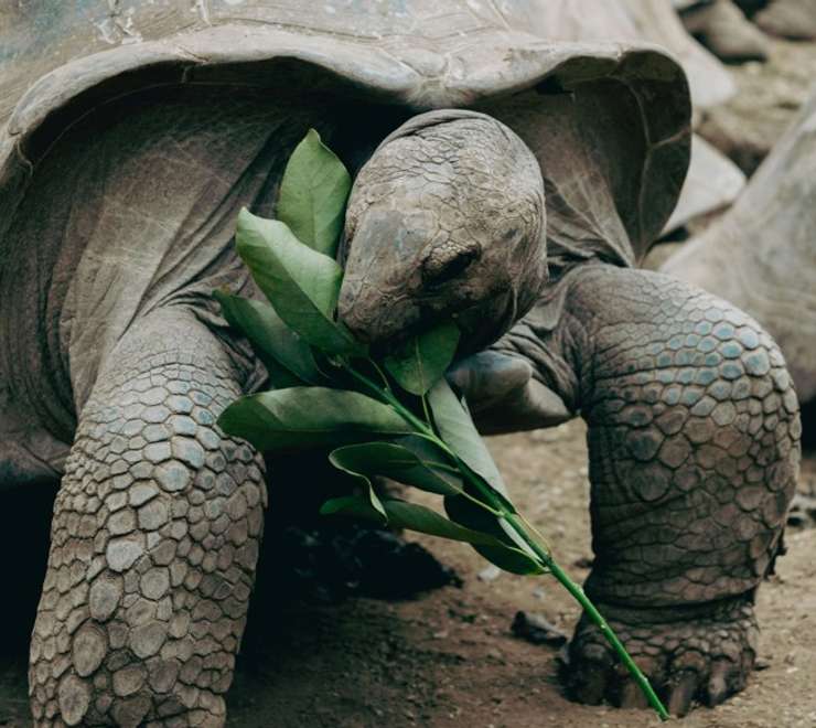 Wild Giant Tortoises