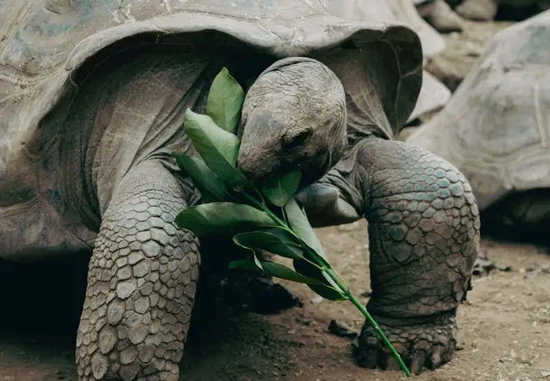 Wild Giant Tortoises