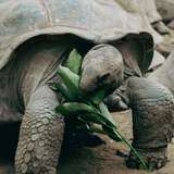 Image related to Wild Giant Tortoises