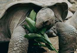 IgluCruise.Application.ViewModels.Shared.WebImageViewModel?.Description