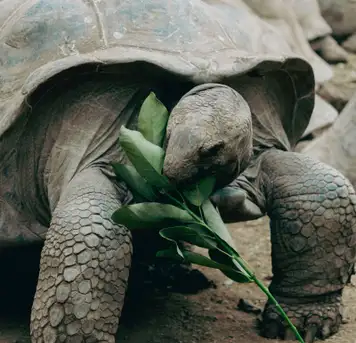 Wild Giant Tortoises
