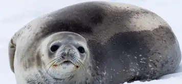 Image related to Seals