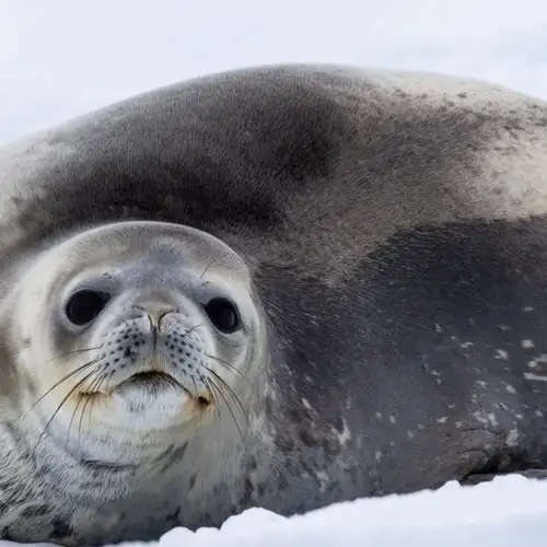 Image related to Seals