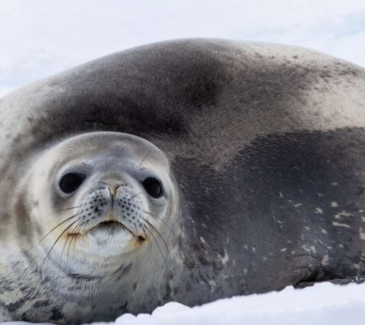 Seals