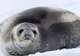 Seals