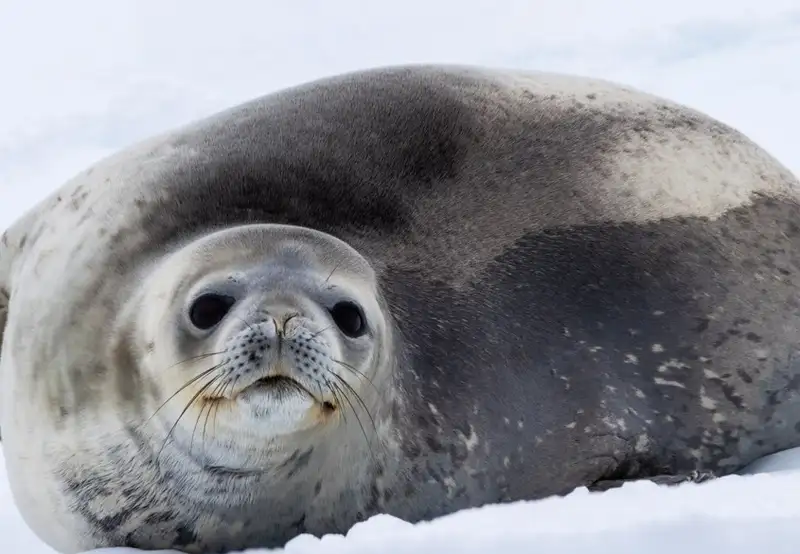 Seals