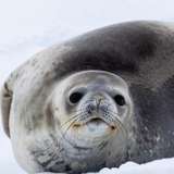 Image related to Seals