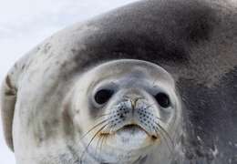 IgluCruise.Application.ViewModels.Shared.WebImageViewModel?.Description