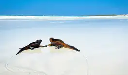 Image related to Tortuga Bay