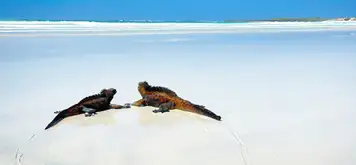 Image related to Tortuga Bay