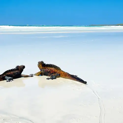 Image related to Tortuga Bay