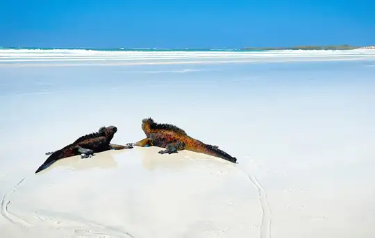 Image related to Tortuga Bay