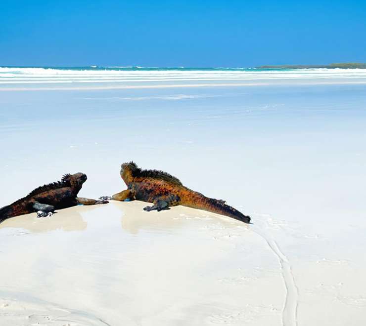 Tortuga Bay