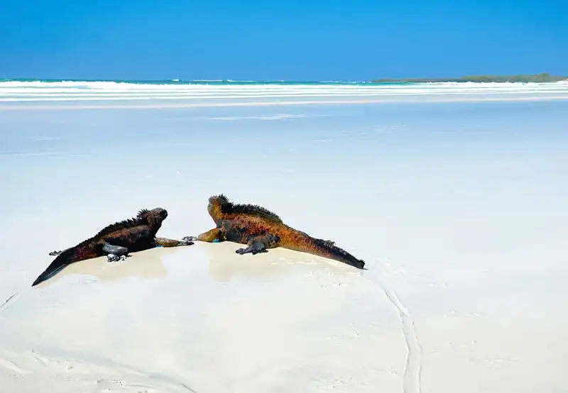 Tortuga Bay