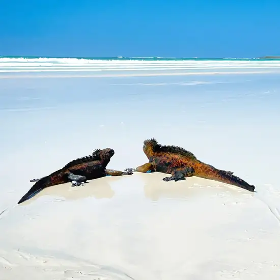 Image related to Tortuga Bay