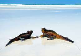 IgluCruise.Application.ViewModels.Shared.WebImageViewModel?.Description