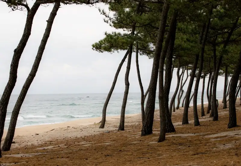 Matsubara Beach