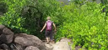 Image related to Hike the Mangrove Boardwalk