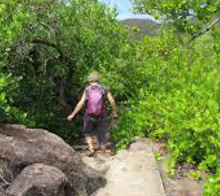 Hike the Mangrove Boardwalk