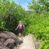 Image related to Hike the Mangrove Boardwalk