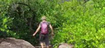 Image related to Hike the Mangrove Boardwalk