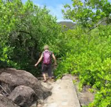 Image related to Hike the Mangrove Boardwalk