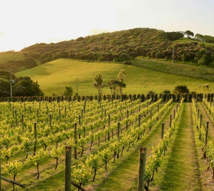 Waiheke Island Gourmet Food and Wine Tour