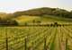 Waiheke Island Gourmet Food and Wine Tour