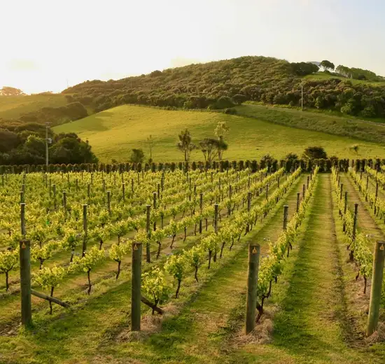 Image related to Waiheke Island Gourmet Food and Wine Tour