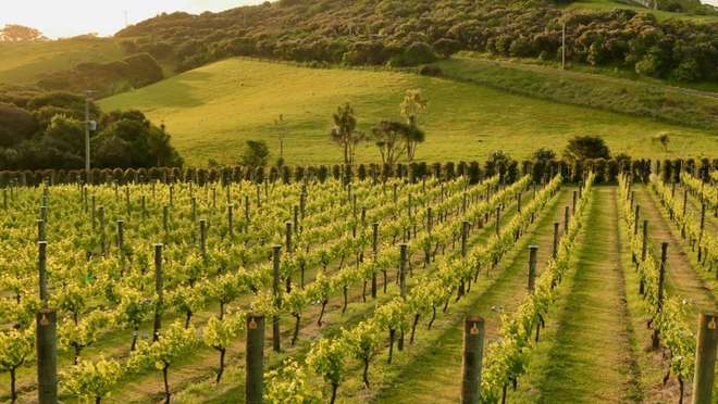 Waiheke Island Gourmet Food and Wine Tour
