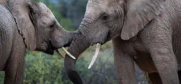 Sanbona Wildlife Reserve - Afternoon Game Drive