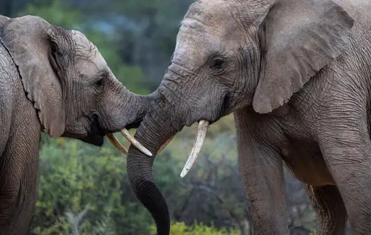 Image related to Sanbona Wildlife Reserve - Afternoon Game Drive