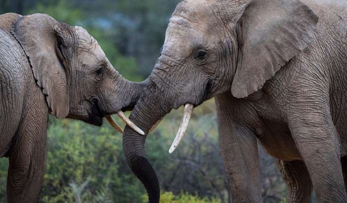 Sanbona Wildlife Reserve - Afternoon Game Drive