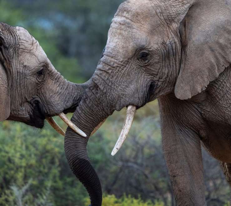 Sanbona Wildlife Reserve - Afternoon Game Drive