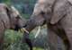 Sanbona Wildlife Reserve - Afternoon Game Drive