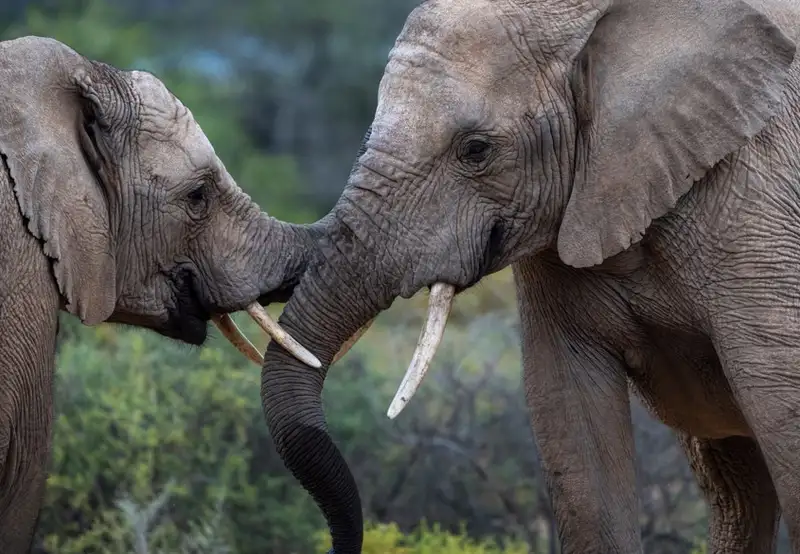 Sanbona Wildlife Reserve - Afternoon Game Drive